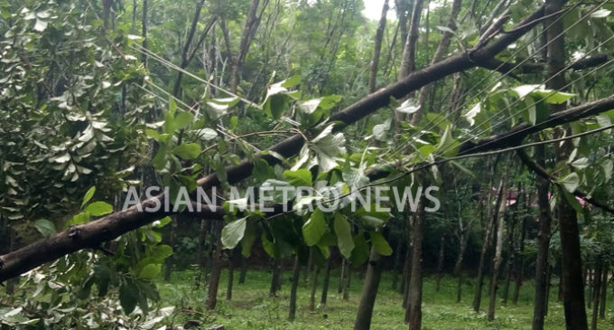 കാറ്റിലും മഴയിലും വൈദ്ധ്യുത കമ്പിയിലേക്ക് മരം പുഴുതു വീണു
