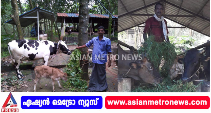 കാലിത്തീറ്റ വില: ക്ഷീരകർഷകർ പ്രതിസന്ധിയിൽ