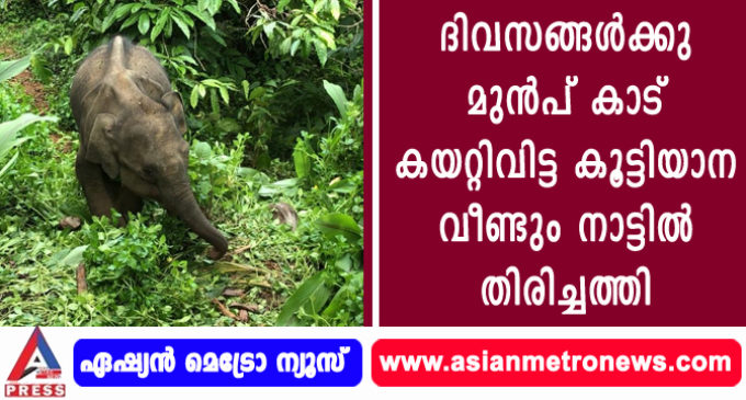 ദിവസങ്ങൾക്കുമുൻപ് കാട് കയറ്റിവിട്ട കൂട്ടിയാന വീണ്ടും നാട്ടിൽ തിരിച്ചത്തി.