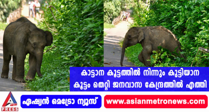 കാട്ടാന കൂട്ടത്തിൽ നിന്നും കുട്ടിയാന കൂട്ടം തെറ്റി ജനവാസകേന്ദ്രത്തിൽ എത്തി.