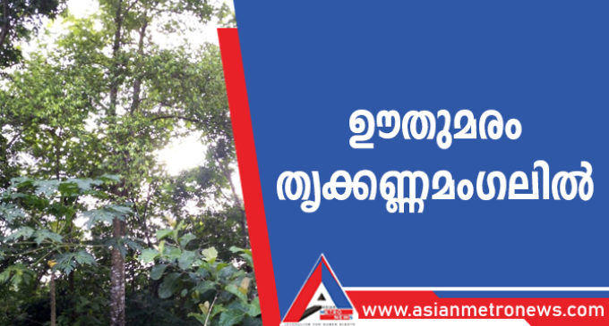 ഊതുമരം തൃക്കണ്ണമംഗലിൽ