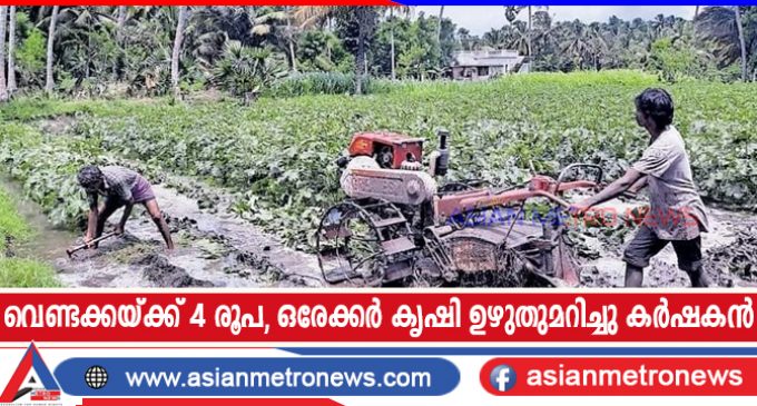 വെണ്ടക്കയ്ക്ക് 4 രൂപ, ഒരേക്കർ കൃഷി ഉഴുതുമറിച്ചു കർഷകൻ