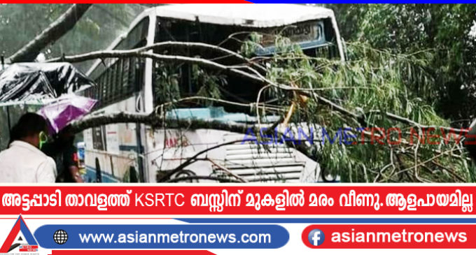 അട്ടപ്പാടി താവളത്ത് KSRTC ബസ്സിന് മുകളിൽ മരം വീണു. ആളപായമില്ല