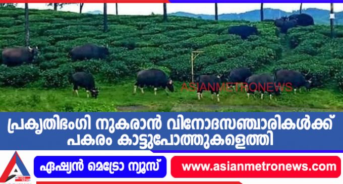 പ്രകൃതിഭംഗി നുകരാൻ വിനോദസഞ്ചാരികൾക്ക് പകരം കാട്ടുപോത്തുകളെത്തി