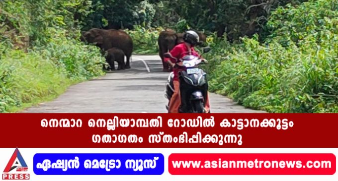 നെന്മാറ നെല്ലിയാമ്പതി റോഡിൽ കാട്ടാനക്കൂട്ടം ഗതാഗതം സ്തംഭിപ്പിക്കുന്നു.