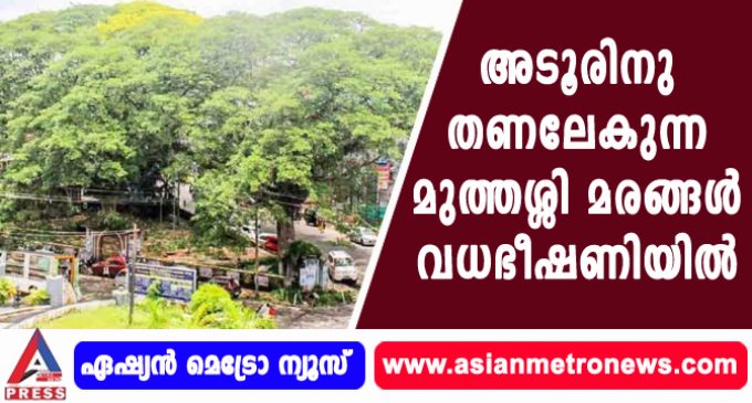 അടൂരിനു തണലേകുന്ന മുത്തശ്ശി മരങ്ങള് വധഭീഷണിയില്