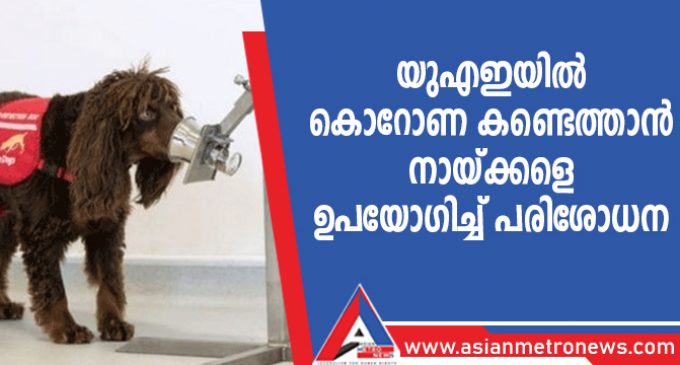 യുഎഇയിൽ കൊറോണ കണ്ടെത്താൻ നായ്ക്കളെ ഉപയോഗിച്ച് പരിശോധന