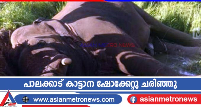 പാലക്കാട് കാട്ടാന ഷോക്കേറ്റു ചരിഞ്ഞു