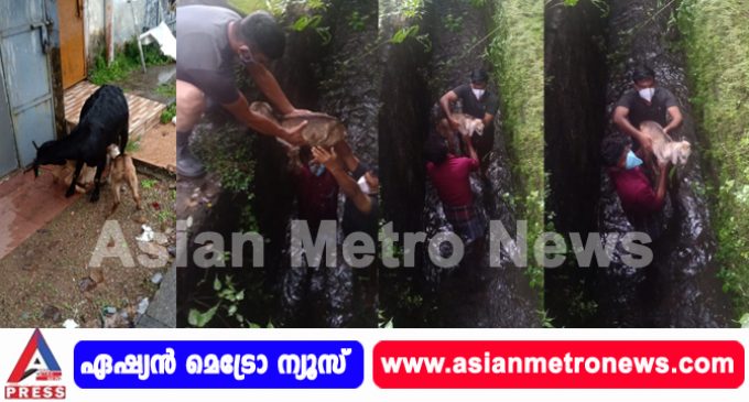 ആട്ടിൻകുട്ടിക്ക് രക്ഷയായി ട്രാക്ക് വോളന്റിയേഴ്സ്