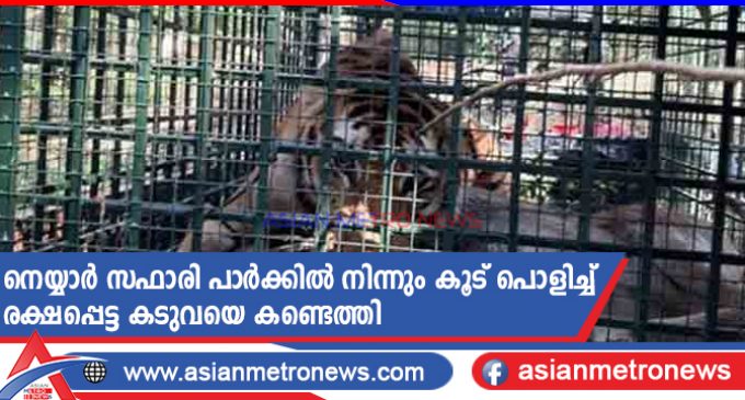 നെയ്യാർ സഫാരി പാർക്കിൽ നിന്നും കൂട് പൊളിച്ച് രക്ഷപ്പെട്ട കടുവയെ കണ്ടെത്തി