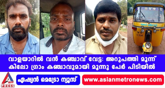 വാളയാറിൽ വൻ കഞ്ചാവ് വേട്ട: അറുപത്തി മൂന്ന് കിലോ ഗ്രാം കഞ്ചാവുമായി മൂന്നു പേർ പിടിയിൽ