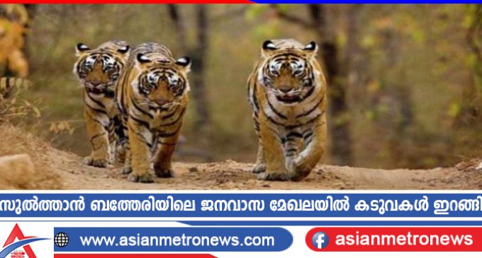 സുൽത്താൻ ബത്തേരിയിലെ ജനവാസ മേഖലയിൽ കടുവകൾ ഇറങ്ങി