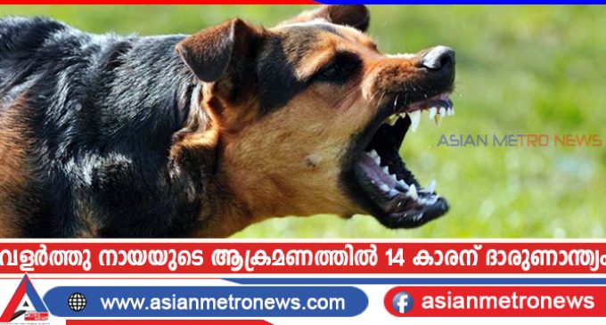 വളർത്തു നായയുടെ ആക്രമണത്തിൽ 14 കാരന് ദാരുണാന്ത്യം