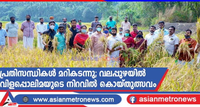 പ്രതിസന്ധികൾ മറികടന്നു, വലപ്പുഴയിൽ വിളപ്പൊലിമയുടെ നിറവിൽ കൊയ്തുത്സവം
