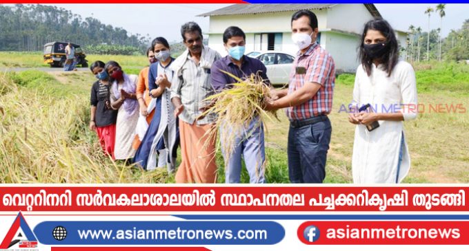 വെറ്ററിനറി സർവകലാശാലയിൽ സ്ഥാപനതല പച്ചക്കറികൃഷി തുടങ്ങി