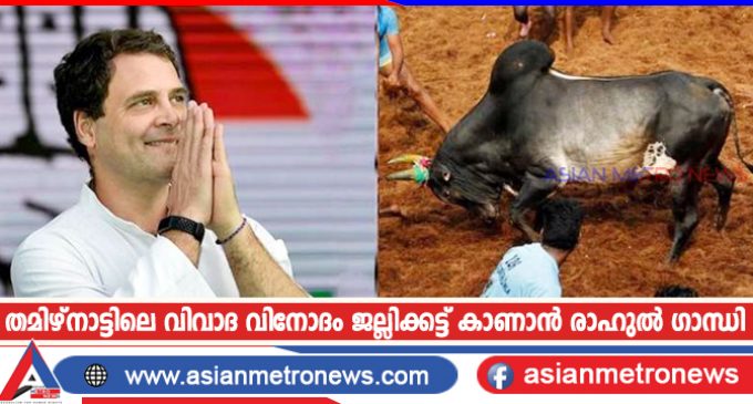 തമിഴ്നാട്ടിലെ വിവാദ വിനോദം ജല്ലിക്കട്ട് കാണാൻ രാഹുൽ ഗാന്ധി