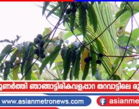 കൗതുകമുണർത്തി ഞാങ്ങാട്ടിരികവളപ്പാറ തറവാട്ടിലെ രുദ്രാക്ഷമരം