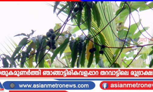 കൗതുകമുണർത്തി ഞാങ്ങാട്ടിരികവളപ്പാറ തറവാട്ടിലെ രുദ്രാക്ഷമരം