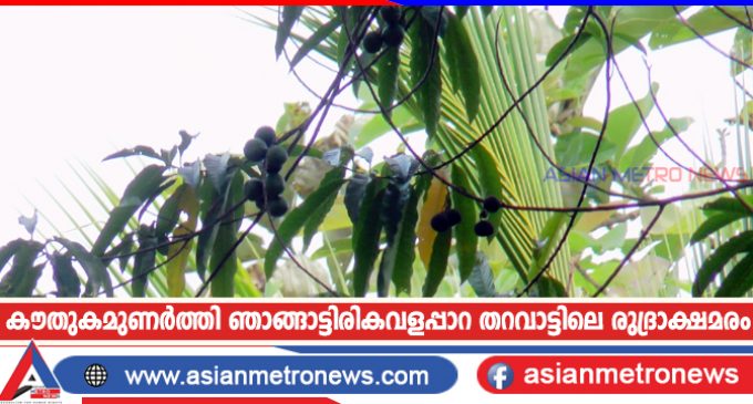 കൗതുകമുണർത്തി ഞാങ്ങാട്ടിരികവളപ്പാറ തറവാട്ടിലെ രുദ്രാക്ഷമരം