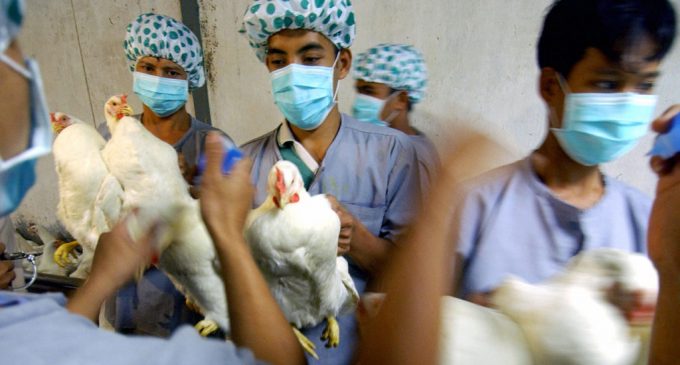 H10N3 പക്ഷിപ്പനി മനുഷ്യരിലേക്ക് വ്യാപിക്കുന്നു ; ആദ്യ കേസ് സ്ഥിരീകരിച്ചത് ചൈനയില്