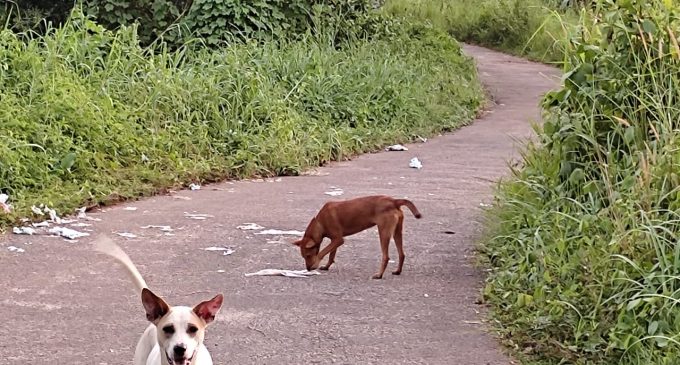 ഇ ടി സി വഴി അമ്പലപ്പുറത്തു പോകുന്ന കനാൽ റോഡിൽ മാലിന്യം നിക്ഷേപിക്കുന്നു.
