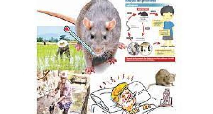 എലിപ്പനി: ജാഗ്രത പാലിക്കണമെന്ന് ആരോഗ്യ വകുപ്പ്