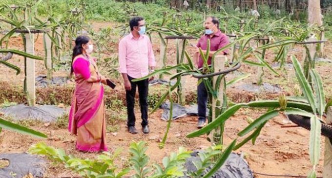 നൂറേക്കറിൽ ഡ്രാഗൺ ഫ്രൂട്ട് കൃഷിക്കൊരുങ്ങി ഹോർട്ടികൾച്ചർ മിഷൻ