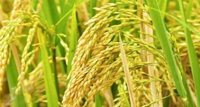 നെല് വില: സര്ക്കാര് കര്ഷകര്ക്കൊപ്പമെന്ന് ഭക്ഷ്യമന്ത്രി
