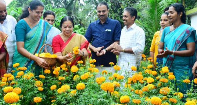 ‘ഓണത്തിന് ഒരുകൊട്ട പൂവ്’ ജില്ലാതല വിളവെടുപ്പ് നടത്തി